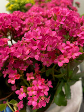 Load image into Gallery viewer, Kalanchoe Plant - Large in a Bag