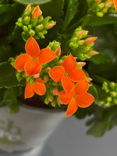 Load image into Gallery viewer, Kalanchoe Plant - Large

