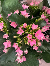 Load image into Gallery viewer, Kalanchoe Plant - Small in a Bag