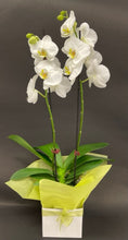 Load image into Gallery viewer, Orchid plant Double White - ceramic pot
