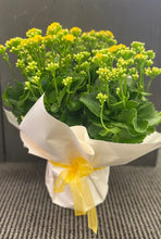 Load image into Gallery viewer, Kalanchoe Plant - Large in a Bag