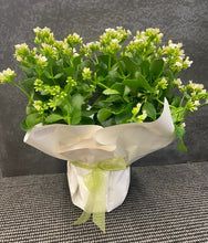 Load image into Gallery viewer, Kalanchoe Plant - Large in a Bag