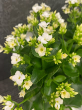 Load image into Gallery viewer, Kalanchoe Plant - Large in a Bag