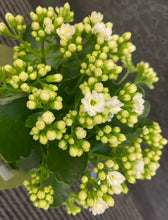 Load image into Gallery viewer, Kalanchoe Plant - Small in a Bag