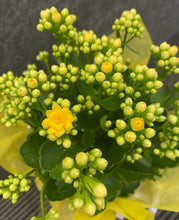 Load image into Gallery viewer, Kalanchoe Plant - Large in a Bag