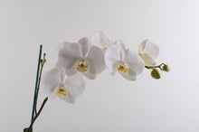 Load image into Gallery viewer, Orchid plant  Double White - Ceramic pot

