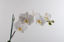 Load image into Gallery viewer, Orchid plant Double White - ceramic pot