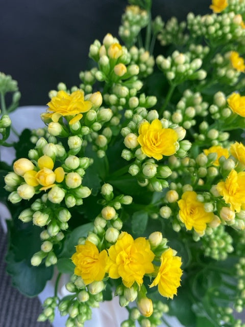 Kalanchoe Plant in a Bag - Small