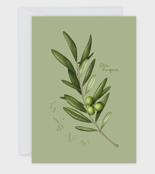Greeting card - Olive branch