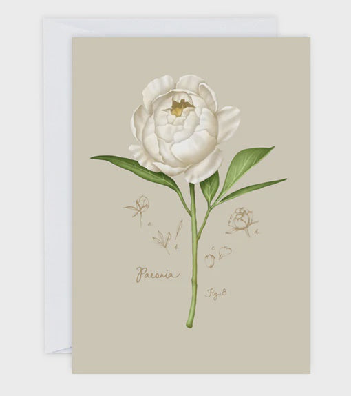 Greeting card - peony