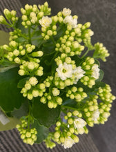 Load image into Gallery viewer, Kalanchoe  plant - Small
