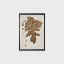Load image into Gallery viewer, Art - Leaf prints set of 2
