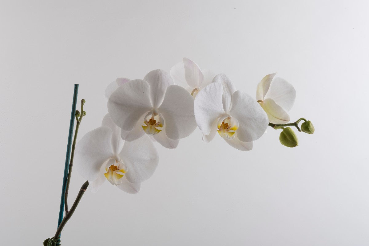 Orchid plant  Double White - Ceramic pot