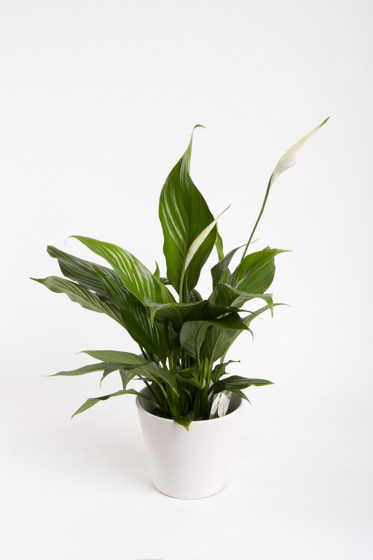 Peace Lily in Bag