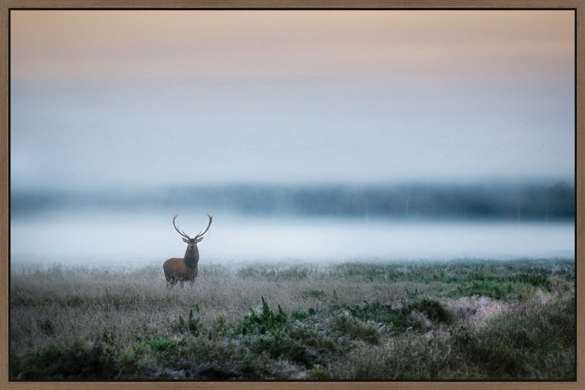 Canvas-Isolated Stag