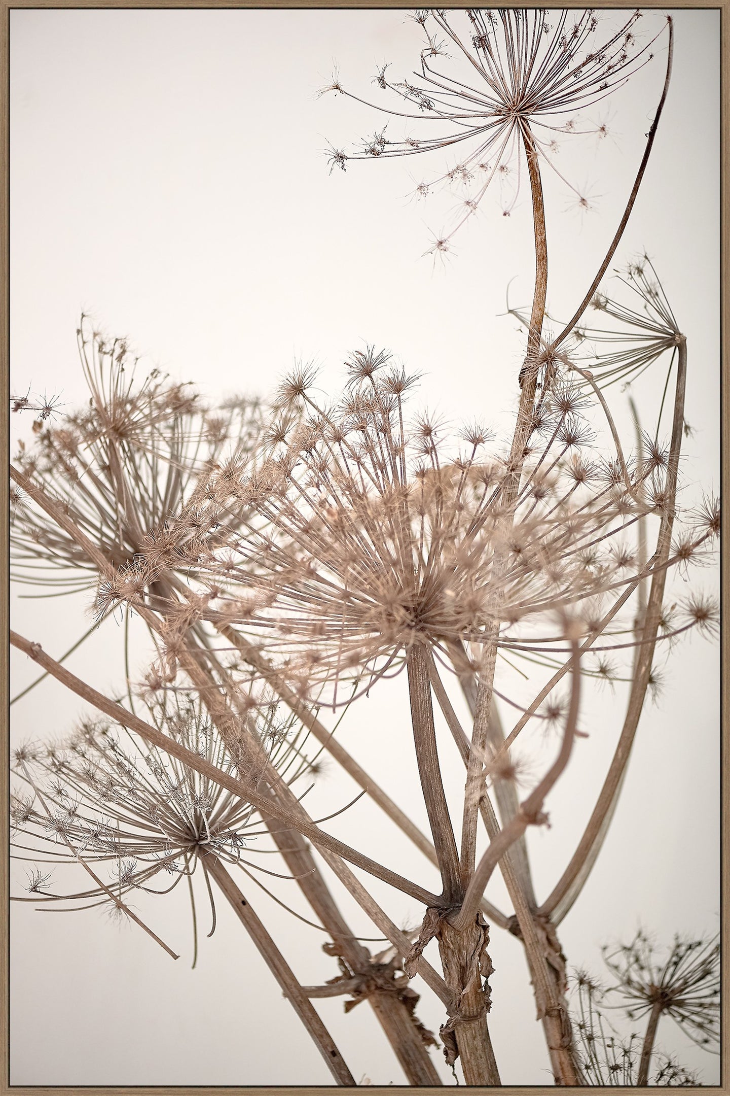 Canvas - Gone to seed